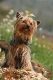 YORKSHIRE TERRIER 573